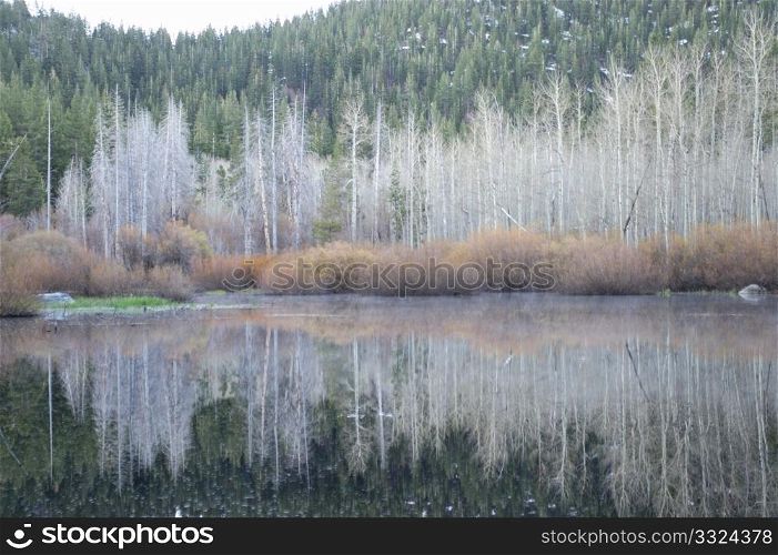 Bare Aspen trees and bushes are reflected in the calm lake in the sierra nevada mountains in the winter season.. Winter Reflection
