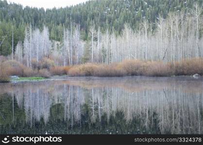 Bare Aspen trees and bushes are reflected in the calm lake in the sierra nevada mountains in the winter season.. Winter Reflection