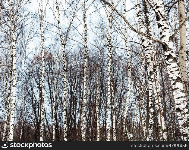 bare birch tree trunks and cold blue winter sky