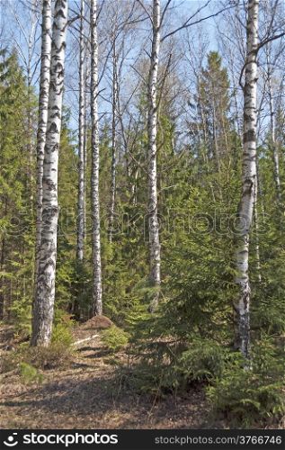 Bare birch trees and anthill in spring forest