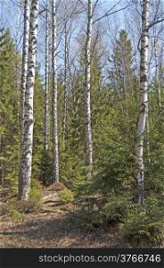 Bare birch trees and anthill in spring forest