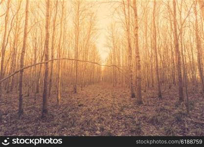 Bare birch trees in the forest at sunrise