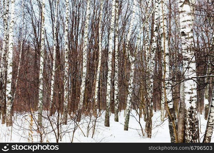 bare birch trees in woods in cold winter day