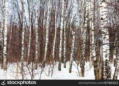 bare birch trees in woods in cold winter day