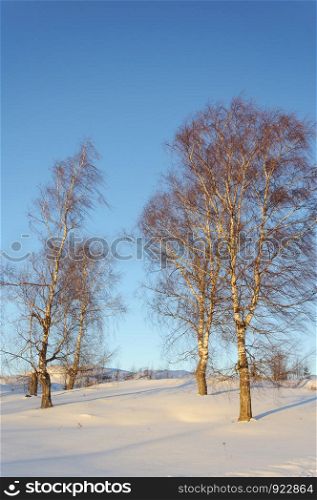 Bare birch trees on a slope at sunset, winter time