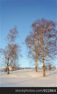 Bare birch trees on a slope at sunset, winter time