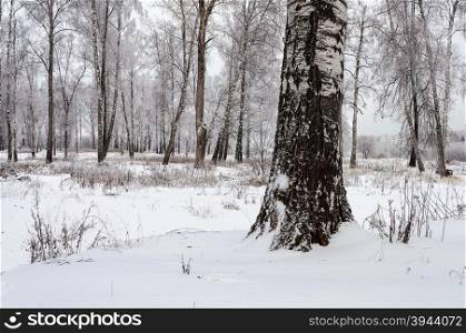 Bare birch trees under snow in park, nasty winter day