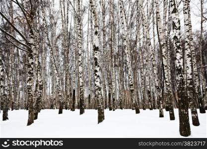 bare birch trunks in urban park in winter