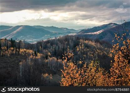 Bare birch wood on mountain landscape photo. Beautiful nature scenery photography with cloudy sky on background. Idyllic scene. High quality picture for wallpaper, travel blog, magazine, article. Bare birch wood on mountain landscape photo