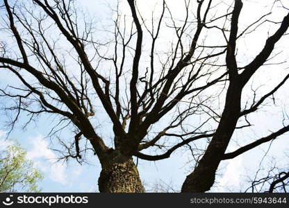 bare branches of large tree. bottom view in sky