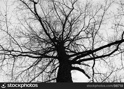 bare crown tree overhead