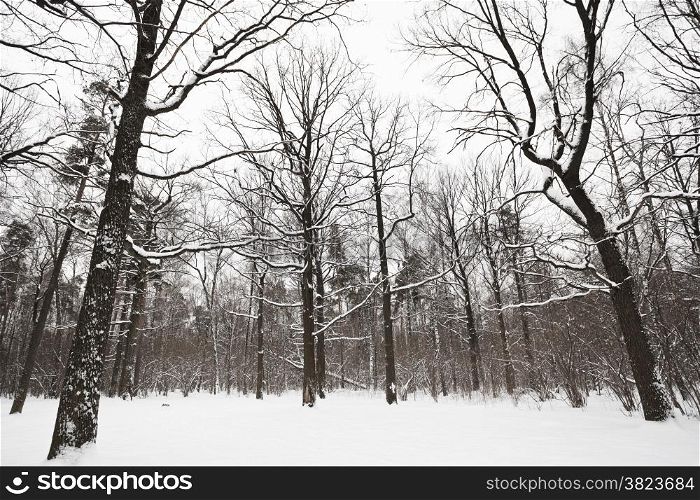 bare oaks and pine trees on the edge of winter forest