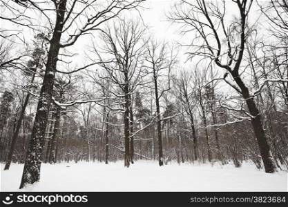 bare oaks and pine trees on the edge of winter forest