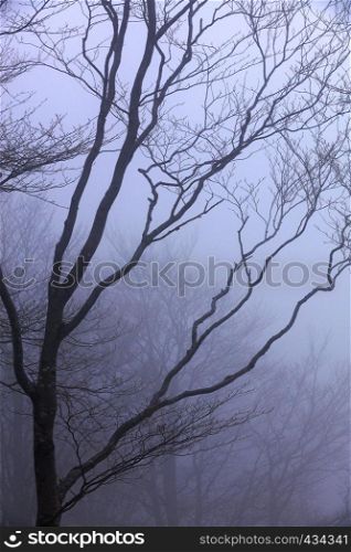 Bare tree branches shrouded in heavy fog against a bluish-lilac sky in early spring. Silhouette of a tree against the backdrop of heavy fog in early spring
