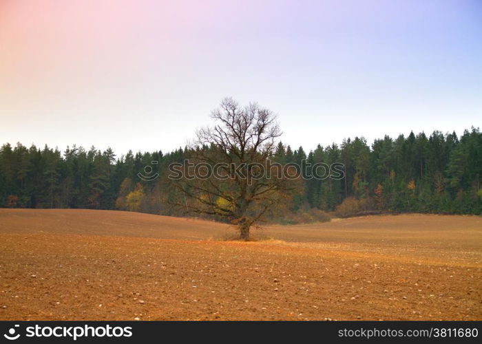 Bare tree in a field