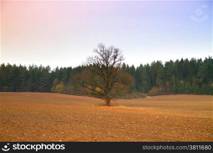Bare tree in a field