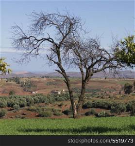 Bare tree in field in high Atlas Region, Atlas Mountains, Morocco