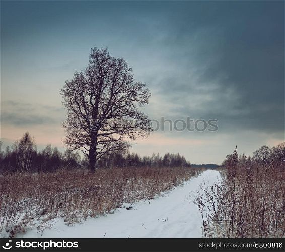 Bare tree in winter field near road