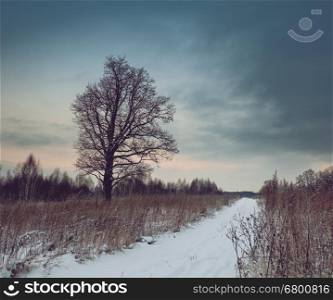 Bare tree in winter field near road