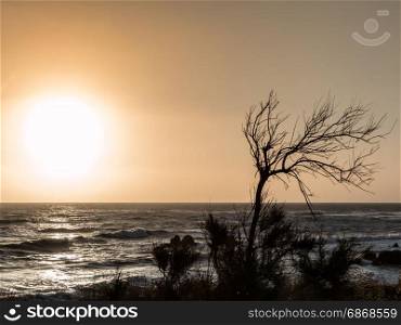 Bare Tree on Promontory: Sea and Waves
