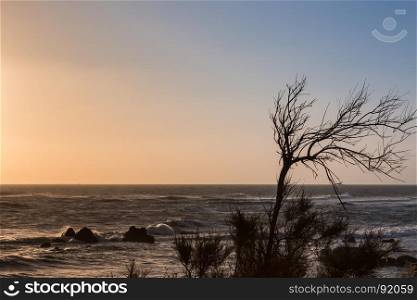 Bare Tree on Promontory: Sea and Waves