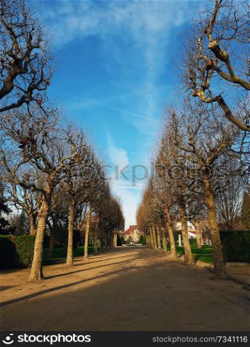 Bare trees alley in the park Square du marechal Joffre in Asnieres-sur-Seine, Paris suburb in France. Cold and sunny winter morning with a blue sky.
