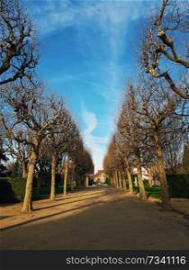 Bare trees alley in the park Square du marechal Joffre in Asnieres-sur-Seine, Paris suburb in France. Cold and sunny winter morning with a blue sky.