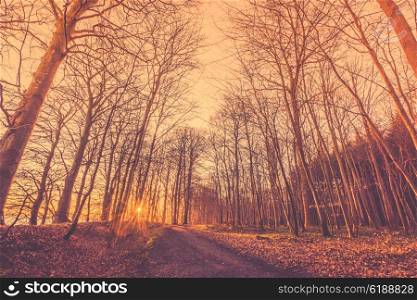 Bare trees by a forest trail in the sunrise