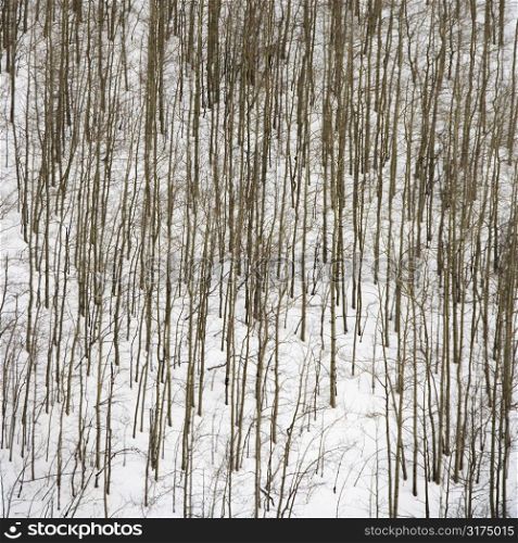 Bare trees in forest covered in snow.