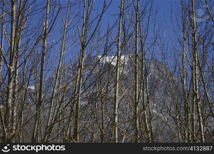 Bare trees in front of a mountain, Muktinath, Annapurna Range, Himalayas, Nepal