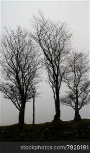 Bare trees in silhouette, Autumn fall misty day. Dartmoor National Park, Devon, England, United Kingdom.