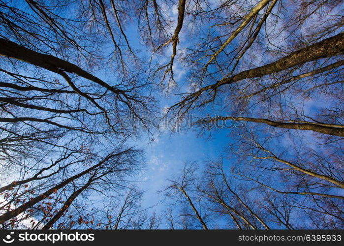 Bare trees in the autumn forest, a view from the bottom upward. Autumn forest in clear day