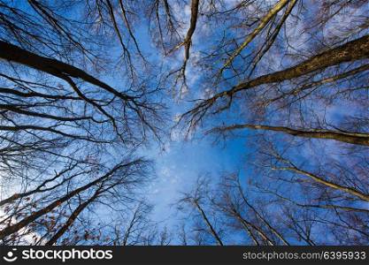 Bare trees in the autumn forest, a view from the bottom upward. Autumn forest in clear day