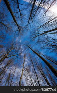 Bare trees in the autumn forest, a view from the bottom upward. Autumn forest in clear day