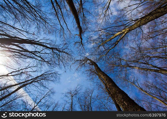 Bare trees in the autumn forest, a view from the bottom upward. Autumn forest in clear day