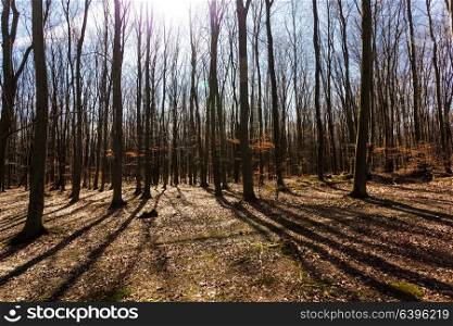 Bare trees in the autumn forest, simple and graphic picture. Autumn forest in clear day