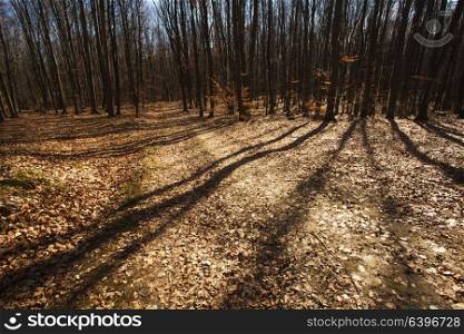 Bare trees in the autumn forest, simple and graphic picture. Autumn forest in clear day