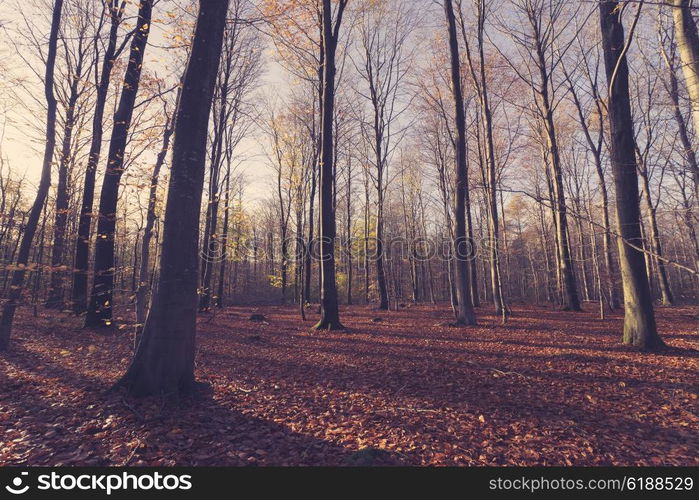 Bare trees in the forest at sunrise