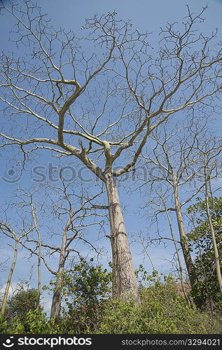 Bare trees in the jungles of Costa Rica