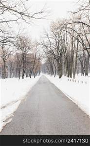 bare trees near empty road during winter