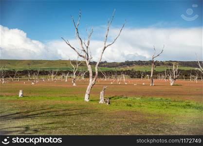 Bare trees on a meadow in Kangaroo Island, Australia