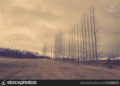 Bare trees on a row in sepia colors