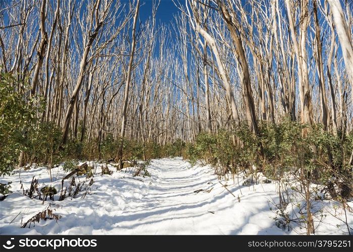 Bare trees on a sunny day with snow cover in Australia&rsquo;s snowfields