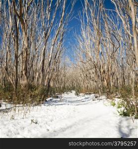 Bare trees on a sunny day with snow cover in Australia&rsquo;s snowfields