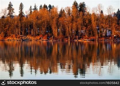 Bare trees reflect in river during winter sunset