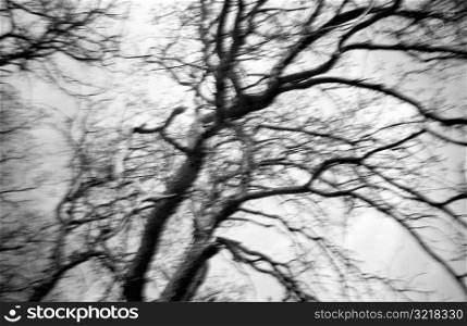 Bare Trees With Tangled Branches