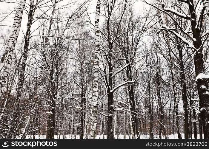 bare trunks of oaks and birches in snowy forest in winter