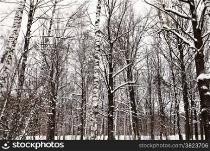 bare trunks of oaks and birches in snowy forest in winter