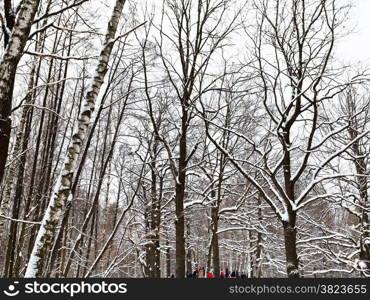 bare trunks of oaks and birches in snowy urban park in winter