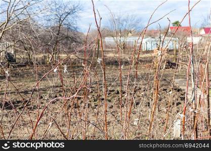 bare twigs of raspberry bushes in rural garden in sunny day